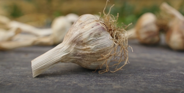 A dry garlic