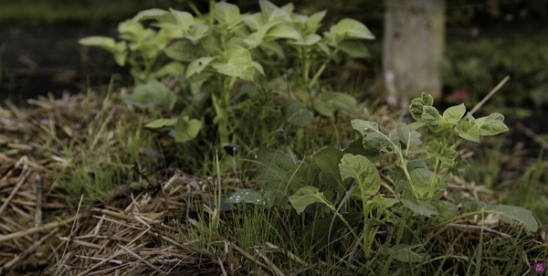 Potato plants in hay