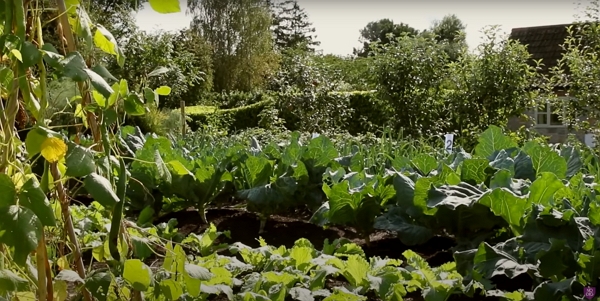 A garden filled with vegetables