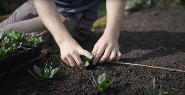 A man planting spinach