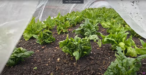 Spinach under a tunnel