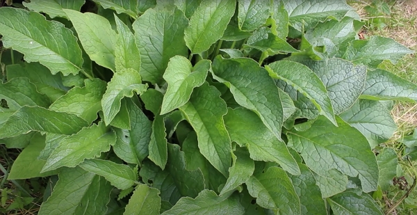 A comfrey plant