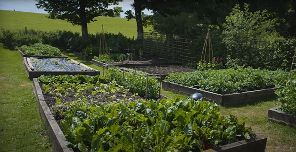 Huw’s garden in June