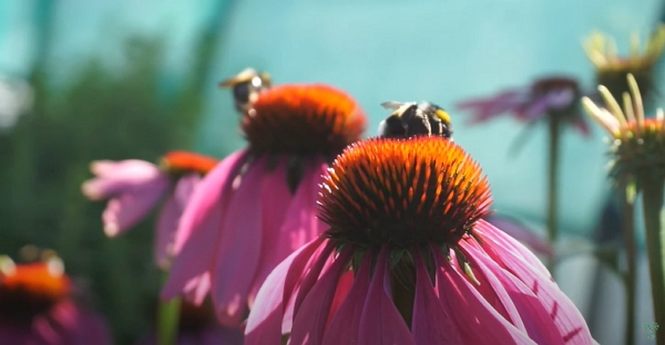 Bumblebees on Echinacea flowers